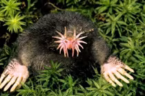 'Yêu tinh' ngoài đời thực, nhìn một lần sốc đến già