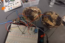 Nấm hương thay chip silicon, mở ra kỷ nguyên máy tính sinh học