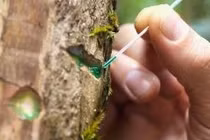 Loài cây hút 'vàng xanh' từ đất, tất cả nhờ công nghệ thần thánh này