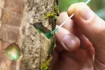 Loài cây hút 'vàng xanh' từ đất, tất cả nhờ công nghệ thần thánh này