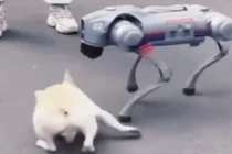 Chó thật sốc nặng khi đối đầu chó robot AI giữa phố