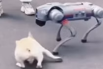 Chó thật sốc nặng khi đối đầu chó robot AI giữa phố