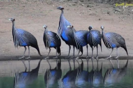 Khám phá loài gà sao kền kền lớn nhất châu Phi