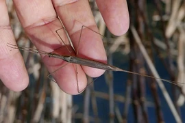 Bọ que nước: sát thủ ngụy trang và săn mồi kiên nhẫn dưới nước