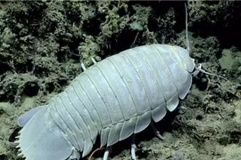 Khám phá loài bọ khổng lồ sống trong lòng đại dương sâu thẳm