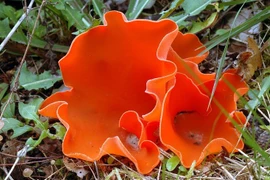 Nấm vỏ cam rực rỡ trong rừng ẩm ướt, có thể ăn nhưng cẩn trọng