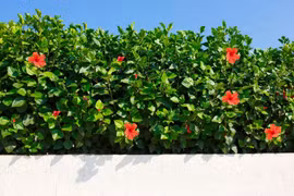 Khám phá bí mật thú vị của loài hoa dâm bụt