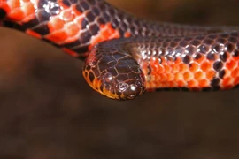 Rắn bùn miền Đông Mỹ: Kẻ săn mồi bí ẩn trong đầm lầy