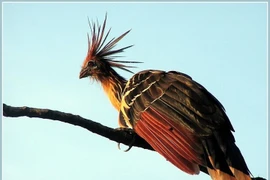 Gà móng: Loài chim cổ đại có khả năng bơi và mùi đặc trưng