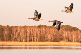 Ngỗng trời - 'bậc thầy bay đường dài' của thế giới động vật
