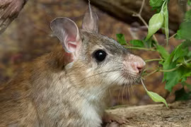 Loài gặm nhấm sống 'chung thủy' hiếm thấy trong thế giới động vật