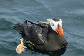 Vẹt biển ngù lông: Loài chim biển săn cá nhỏ và làm tổ trên vách đá