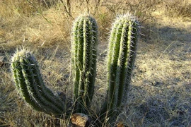 Top sự thật khó tin về các loài xương rồng ít người biết