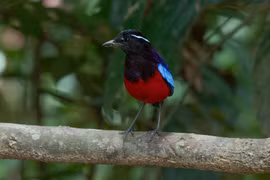 Loài chim đuôi cụt, 'viên ngọc sống' trong rừng nhiệt đới