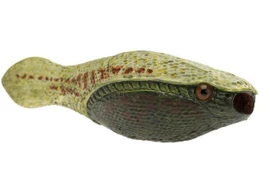 Sinh vật bọc giáp nửa tỷ tuổi hé lộ giai đoạn của tiến hóa