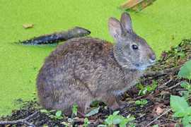 Thỏ đầm lầy gây bất ngờ với khả năng biết bơi giữa vùng đất ngập nước