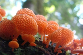 Khám phá thế giới kỳ diệu của nấm và vai trò quan trọng của chúng