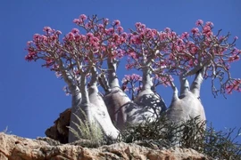 Khám phá hệ sinh thái kỳ lạ của đảo Socotra