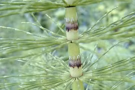 Loài cây từng cao hàng chục mét thời tiền sử, nay thu nhỏ thành 'cỏ dại'