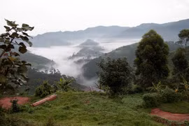 Khám phá khu rừng cổ xưa nhất châu Phi, 'mái nhà' của khỉ đột núi