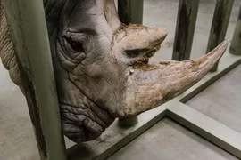 Cái miệng vuông vức kỳ lạ của loài thú được mệnh danh 'cỗ xe tăng sống'