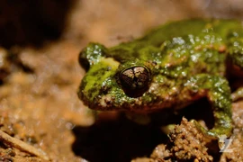 Loài ếch nguyên thủy độc đáo chỉ có tại New Zealand