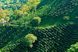 Khám phá xứ sở cà phê duy nhất được vinh danh tầm thế giới