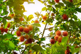 Chôm chôm - trái cây nhiệt đới nhìn lạ, ăn mê