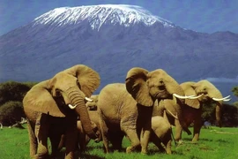 Cảnh quan kỳ vĩ Amboseli Kenya nơi ở của đàn voi lớn nhất giới