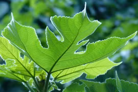 Loài cây biến vỏ thành giấy, bí mật 2.000 năm của dướng giấy