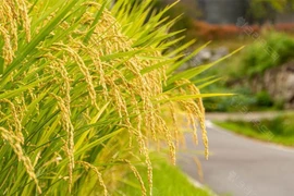 Loài cây trồng cổ xưa mang ý nghĩa văn hóa và sinh thái quan trọng