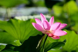 Sự thật ít biết về hoa sen, hạt 'ngủ' 1000 năm vẫn nảy mầm