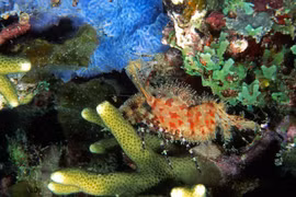 Khám phá loài tôm cẩm thạch với hoa văn đẹp nhất thế giới