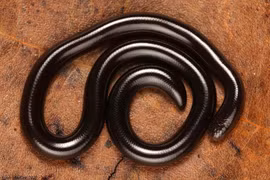 Tại sao rắn giun chỉ gần như không có mắt vẫn săn mồi hiệu quả?