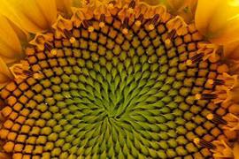 Tiết lộ sốc: Đường xoắn Fibonacci có thật sự xuất hiện khắp vũ trụ?