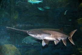 Cá tầm thìa Mỹ, loài cá cổ đại mõm hình mái chèo độc đáo