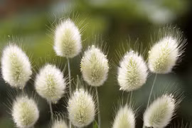 Loài thực vật đuôi thỏ gây ấn tượng trong trang trí nội thất