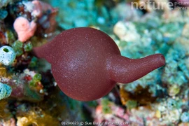 Điều kỳ thú về loài hải miên có hình dạng như bình rượu cổ