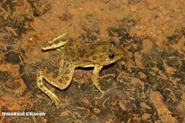 Khả năng đặc biệt của ếch lướt mặt nước ở Ấn Độ