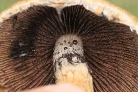 Loài nấm mang cái tên ám ảnh, vẻ ngoài khiến nhiều người 'lạnh gáy'