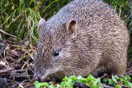 Loài thú đặc biệt mang thai 10 ngày đã đẻ con 