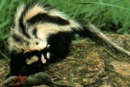 Chồn hôi sọc châu Phi: Chiến binh đêm mang mùi hôi đặc trưng