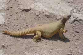 Thằn lằn đuôi chuỳ Ai Cập: Kẻ khổng lồ của sa mạc