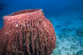 Sinh vật như chiếc chum khổng lồ giữ cân bằng đại dương