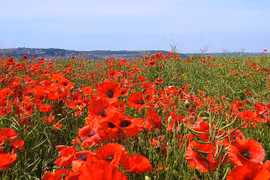 Sự thật thú vị về hoa anh túc đỏ, loài hoa gắn với Thế chiến thứ nhất