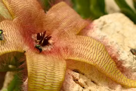 Hoa thịt thối, cú lừa ngoạn mục khiến côn trùng mắc bẫy