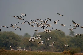 Keoladeo: Thiên đường chim di cư và di sản UNESCO của Ấn Độ
