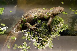 Bí ẩn loài sa giông có thể biến xương thành vũ khí