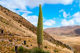 Loài dứa lớn nhất thế giới: Dứa nữ hoàng Andes kỳ vĩ