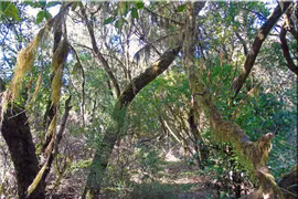 Khám phá khu rừng cổ tích Garajonay trên đảo La Gomera